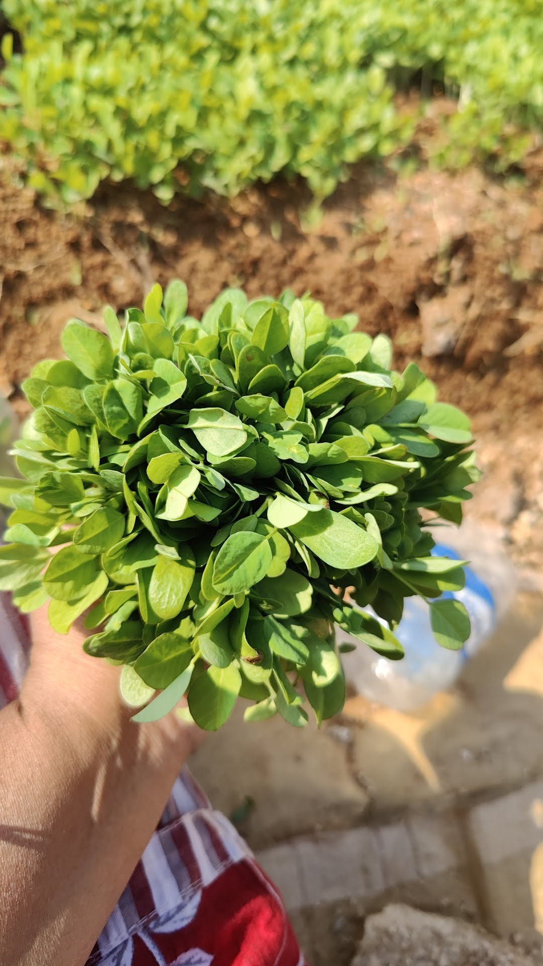 Fresh leafy greens gathered from a garden