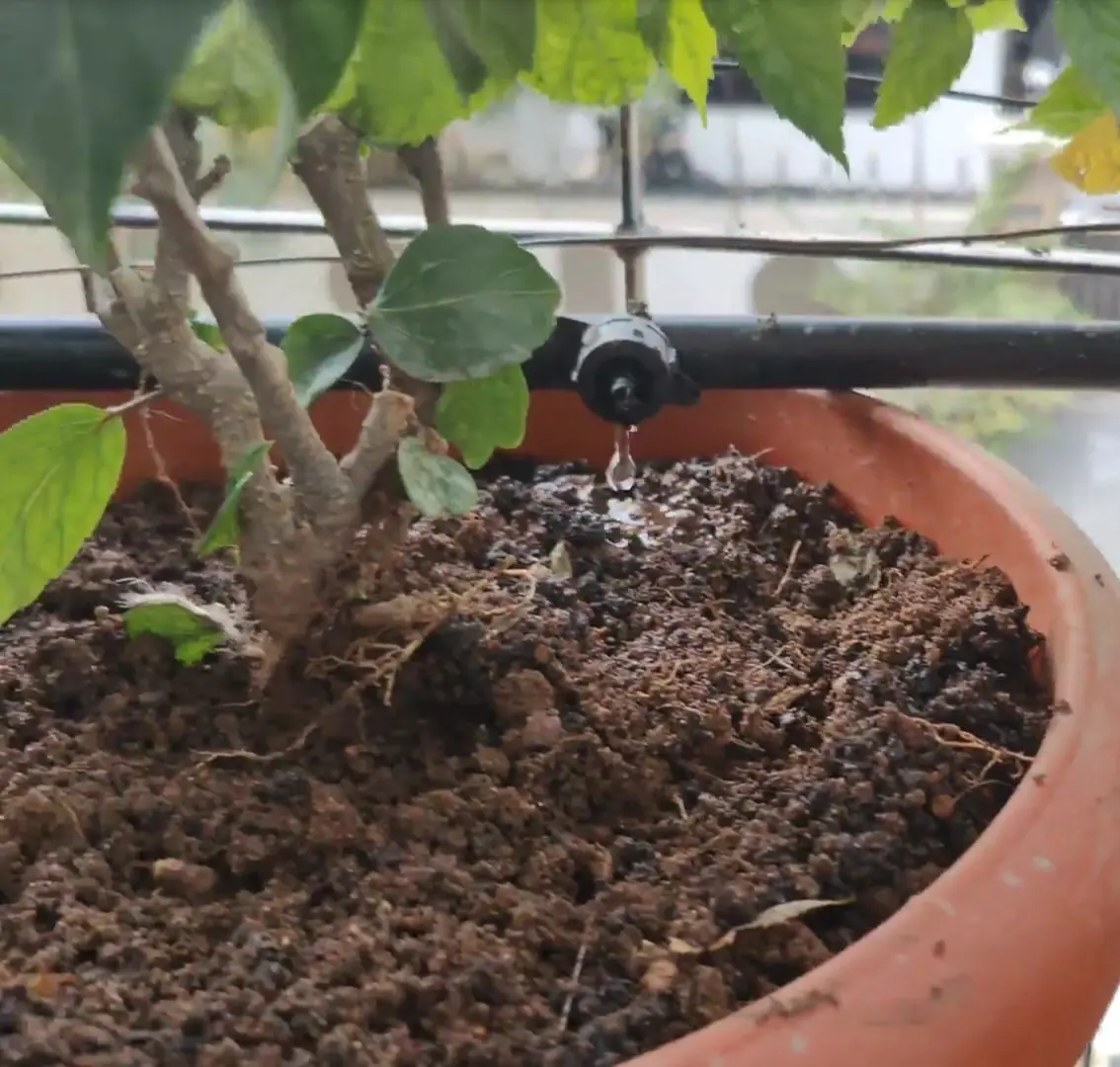 A drip emitter delivering water to a potted plant